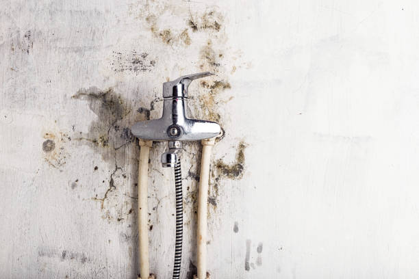 Best Mold Removal Near Me  in Wesleyville, PA