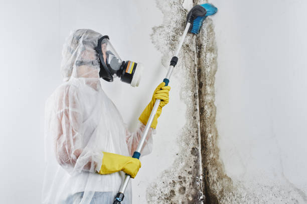 Best Same-Day Mold Removal  in Wesleyville, PA