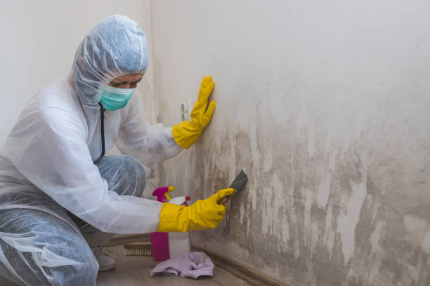 Best Best Mold Removal Companies  in Wesleyville, PA