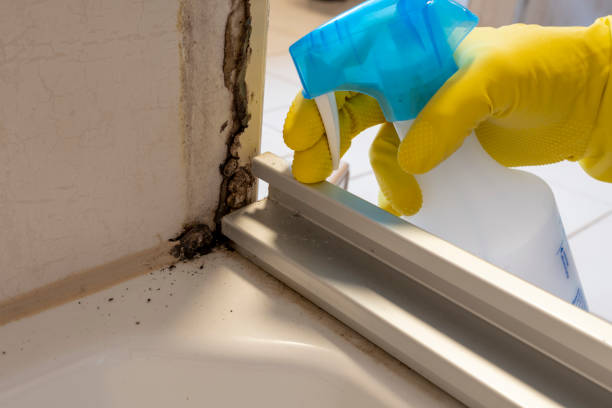 Best Mold Damage Repair  in Wesleyville, PA