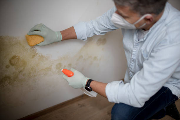 Best Residential Mold Removal  in Wesleyville, PA