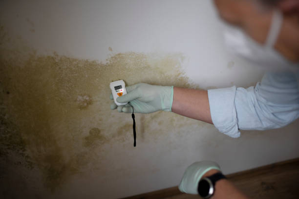 Best Emergency Mold Removal  in Wesleyville, PA