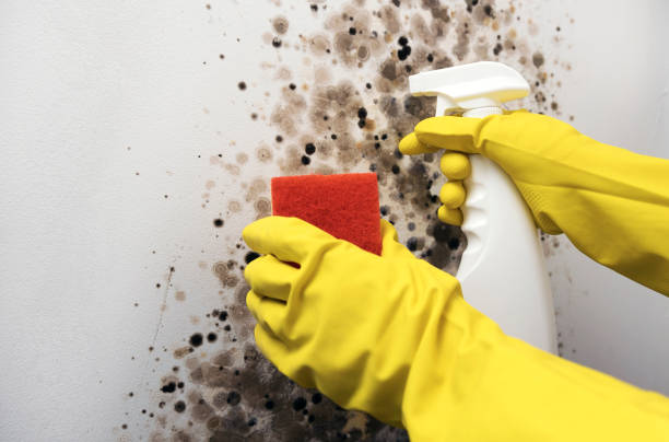 Best Attic Mold Removal  in Wesleyville, PA