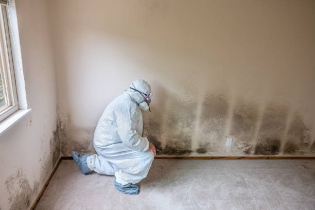 Best Crawl Space Mold Removal  in Wesleyville, PA