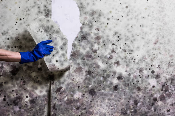 Best Local Mold Removal Service  in Wesleyville, PA