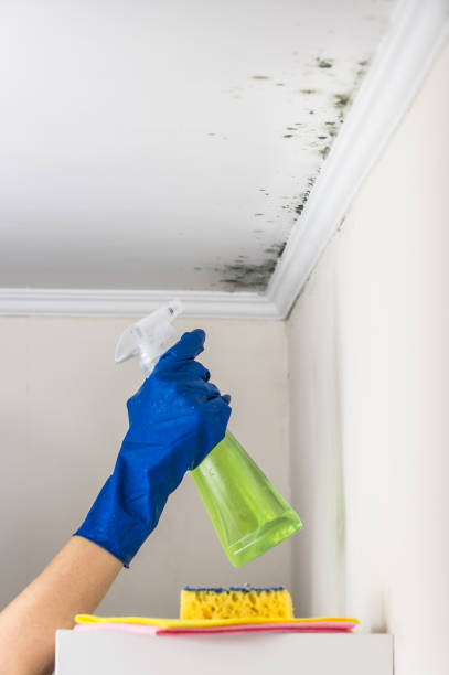 Best Mold Removal and Inspection  in Wesleyville, PA
