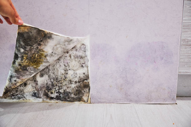 Best Black Mold Removal  in Wesleyville, PA